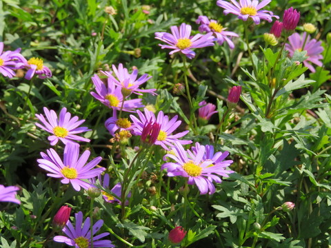 菊花