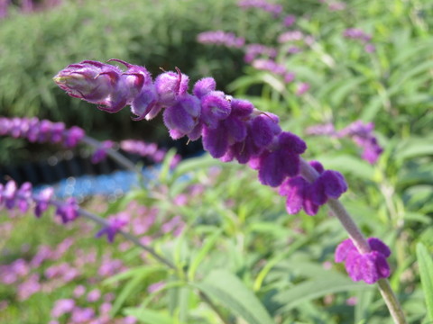 紫色花