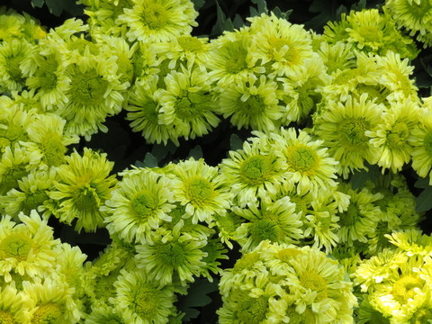 菊花