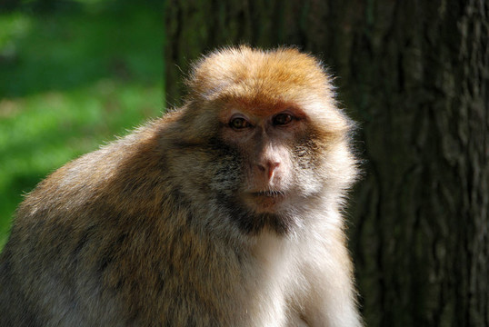 而在naturzoo Rheine