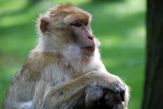 而在naturzoo Rheine