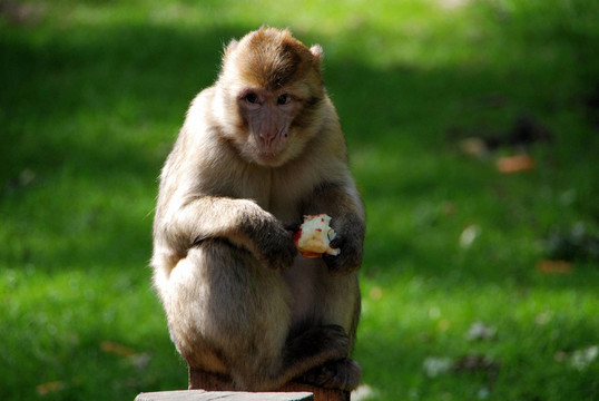 而在naturzoo Rheine