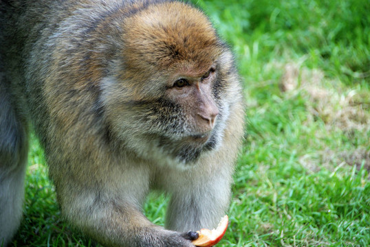 而在naturzoo Rheine