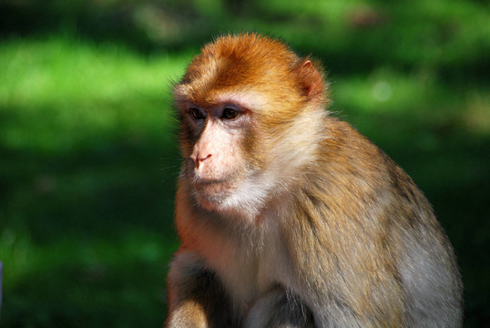 而在naturzoo Rheine