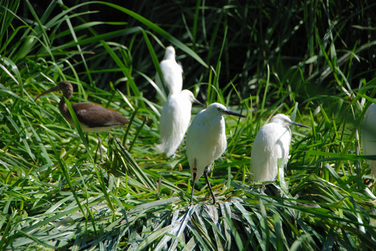 在naturzoo Rheine牛背鷺