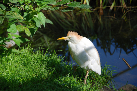 在naturzoo Rheine牛背鷺