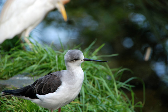 澤鷸在naturzoo Rheine