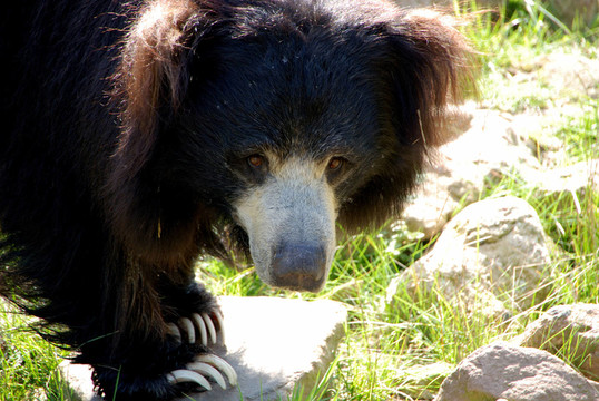 在naturzoo Rheine懶惰