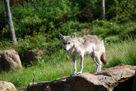 在naturzoo Rheine豺狼