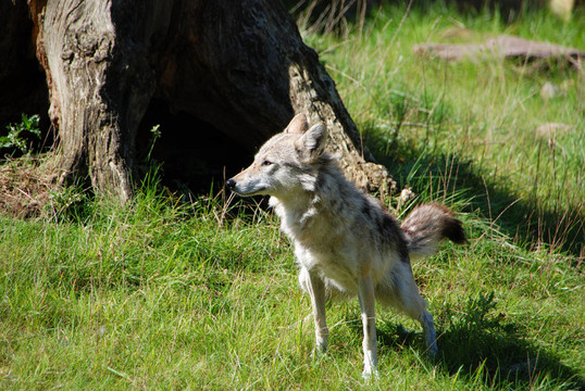 在naturzoo Rheine豺狼