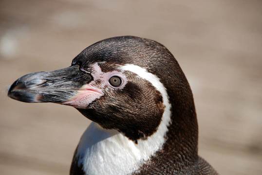 洪堡特企鵝在naturzoo Rheine