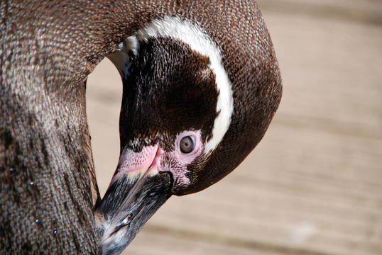 洪堡特企鵝在naturzoo Rheine