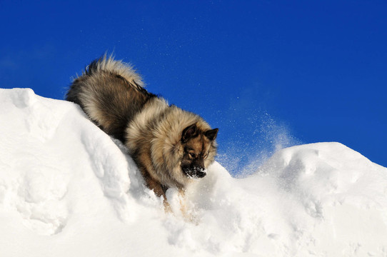 在雪中奔跑的狗
