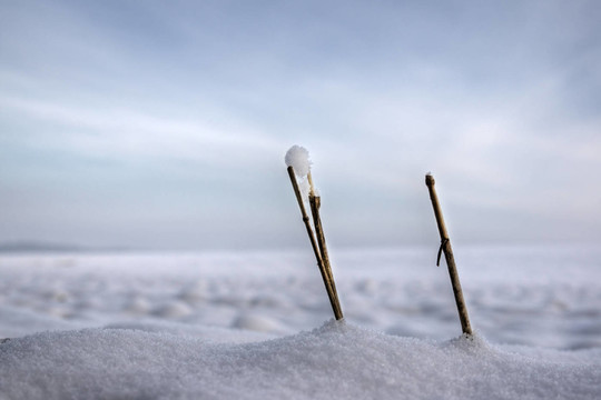 雪中的稻草