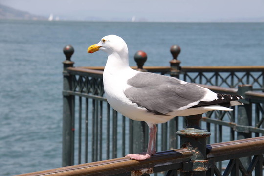海鷗在關閉