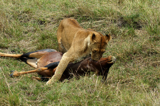獵食
