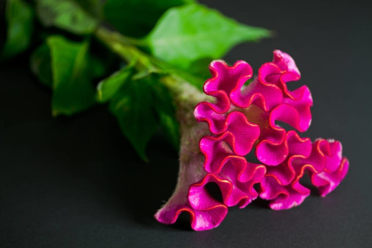 雞冠花