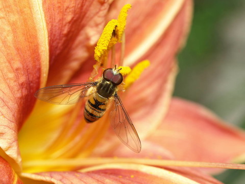 schwebefliege
