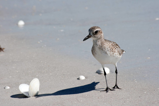 灰斑鸻（Pluvialis squatarola）