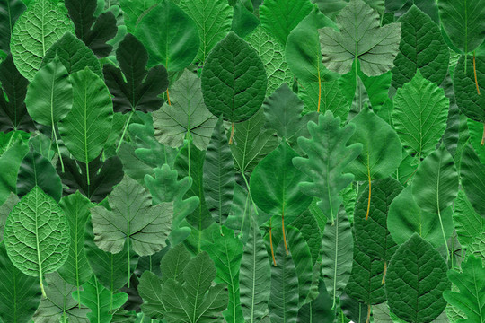 樹