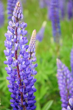 lupine (lupinus)