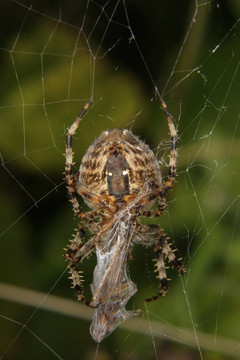 園蛛（diadematus）