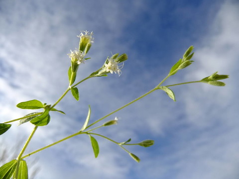 開花植物的蜂蜜