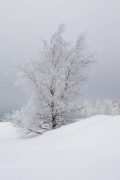 白樺樹在雪