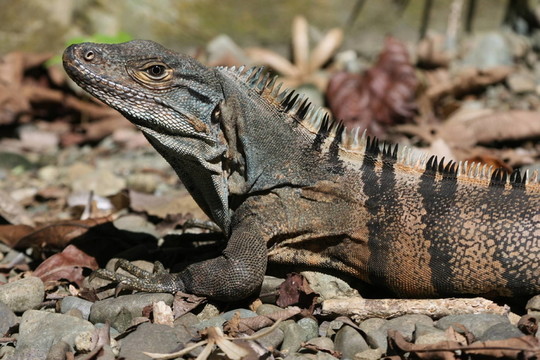 schwarzleguan5