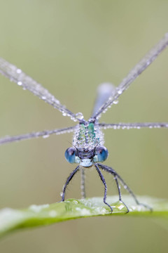 Lestes sponsa露水