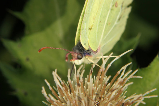 硫磺（Gonepteryx rhamni）