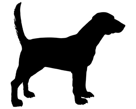 比格犬