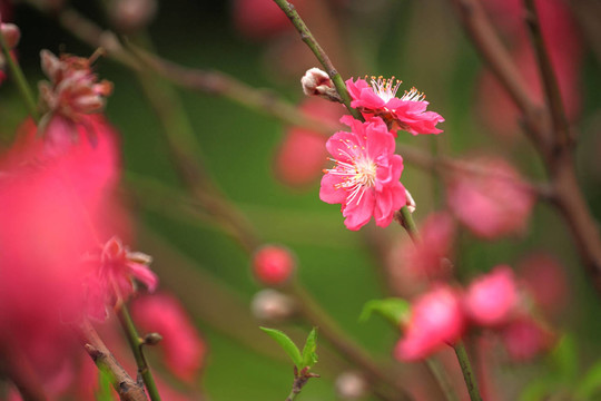 花卉