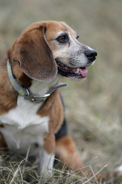 比格犬