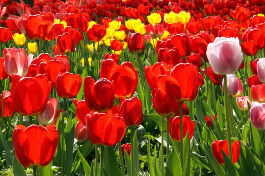 tulpenbl？TE