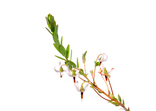 開花