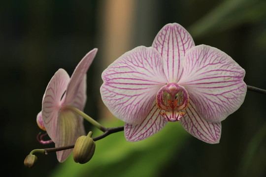 花卉