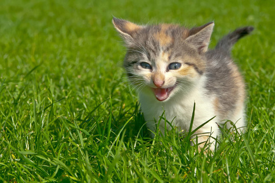 katzenbaby