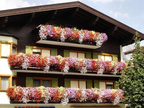 blumenpracht阿爾卑斯山