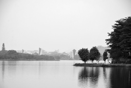 樹(shù)林