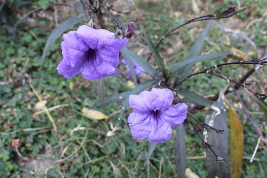 花
