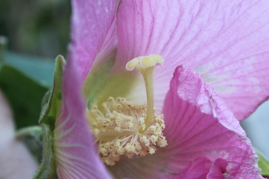 花蕊