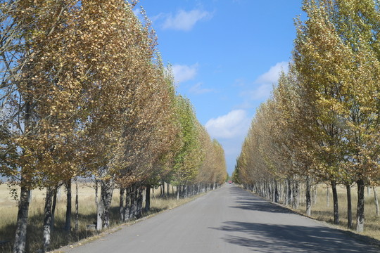白楊樹 林蔭道
