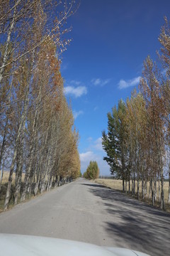 白楊樹(shù) 林蔭道