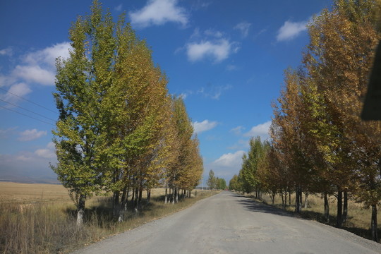 白楊樹 林蔭道