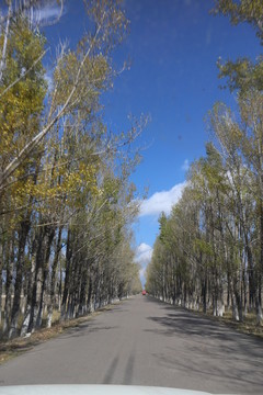白楊樹(shù) 林蔭道