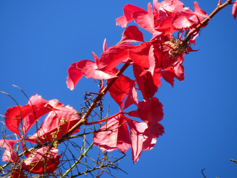 紅葉
