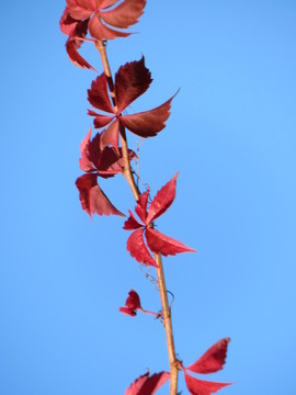 紅葉