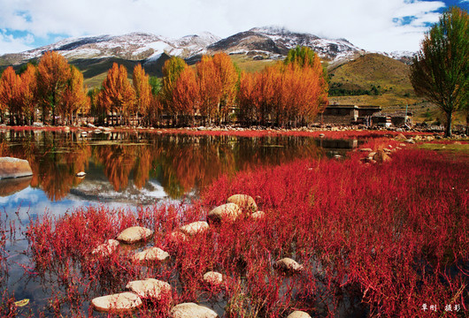 高原紅草地