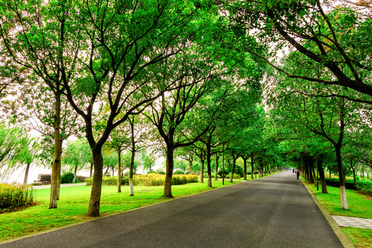 林蔭道路